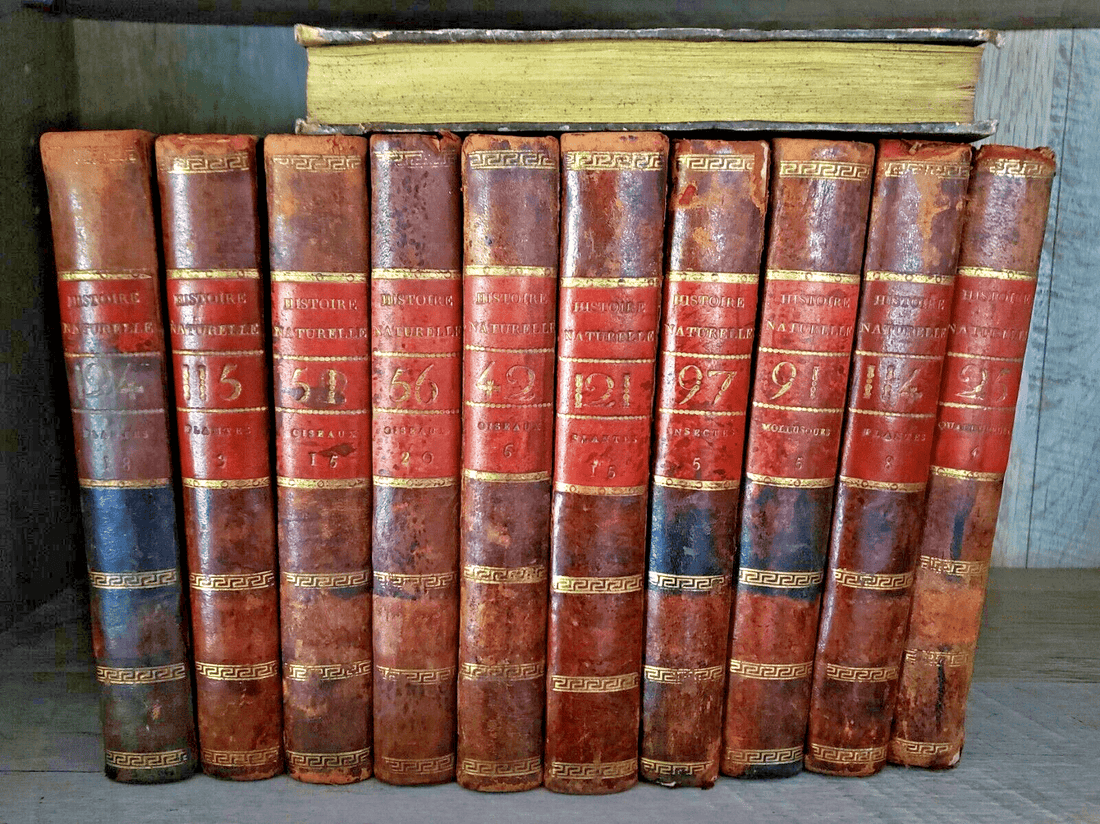 Guardians of Paper and Time: A Narrative on How to Store Antique Books and Manuscripts