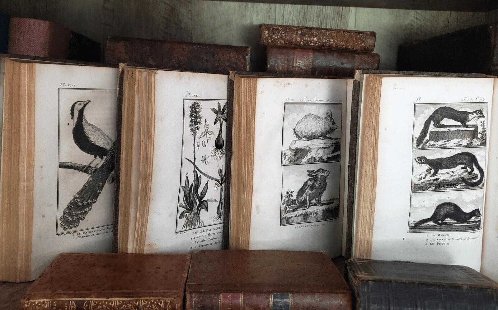 NATURAL HISTORY OF BUFFON 1799 - 1808 Engraved Editions of Animals, Fish, Birds | Books & Magazines > Antiquarian & Collectible | Antique Books & Manuscripts | Antique Books & Manuscripts | Rare Historical Documents Worldwide