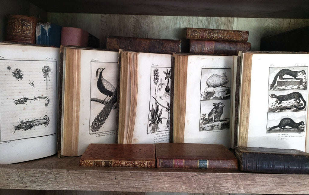 NATURAL HISTORY OF BUFFON 1799 - 1808 Engraved Editions of Animals, Fish, Birds | Books & Magazines > Antiquarian & Collectible | Antique Books & Manuscripts | Antique Books & Manuscripts | Rare Historical Documents Worldwide