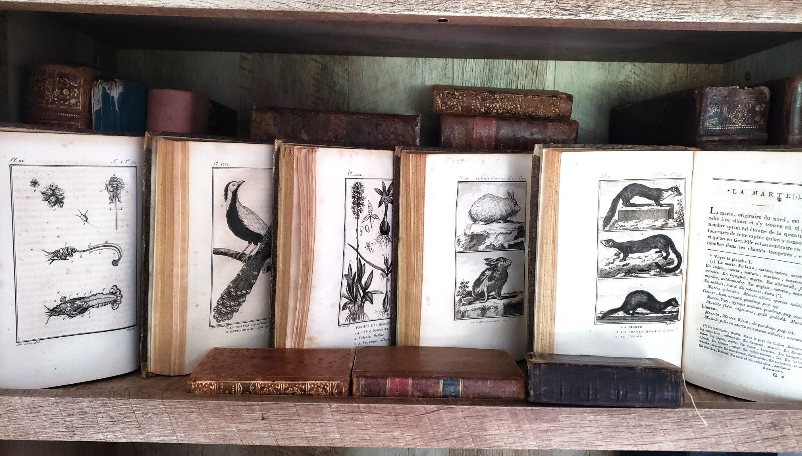 NATURAL HISTORY OF BUFFON 1799 - 1808 Engraved Editions of Animals, Fish, Birds | Books & Magazines > Antiquarian & Collectible | Antique Books & Manuscripts | Antique Books & Manuscripts | Rare Historical Documents Worldwide