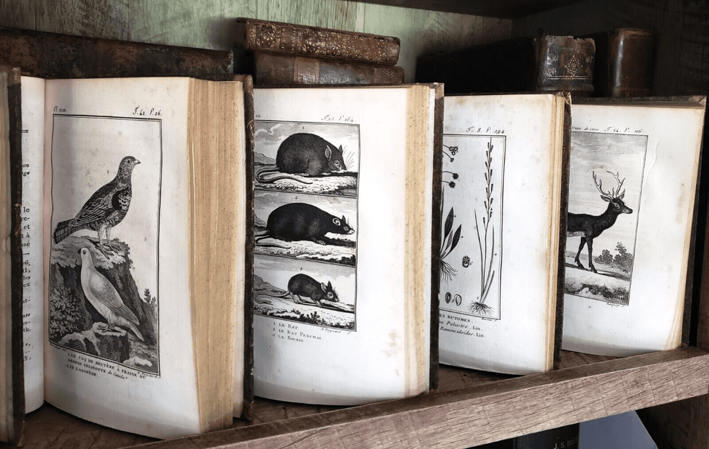 NATURAL HISTORY OF BUFFON 1799 - 1808 Engraved Editions of Animals, Fish, Birds | Books & Magazines > Antiquarian & Collectible | Antique Books & Manuscripts | Antique Books & Manuscripts | Rare Historical Documents Worldwide
