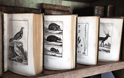 NATURAL HISTORY OF BUFFON 1799 - 1808 Engraved Editions of Animals, Fish, Birds | Books & Magazines > Antiquarian & Collectible | Antique Books & Manuscripts | Antique Books & Manuscripts | Rare Historical Documents Worldwide