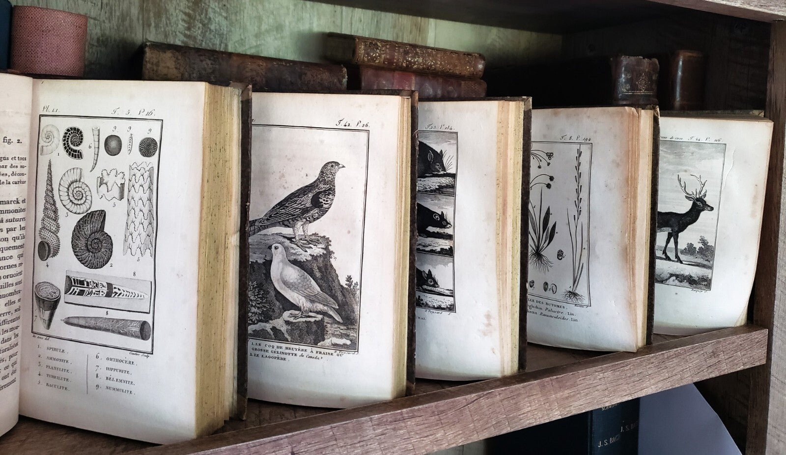 NATURAL HISTORY OF BUFFON 1799 - 1808 Engraved Editions of Animals, Fish, Birds | Books & Magazines > Antiquarian & Collectible | Antique Books & Manuscripts | Antique Books & Manuscripts | Rare Historical Documents Worldwide